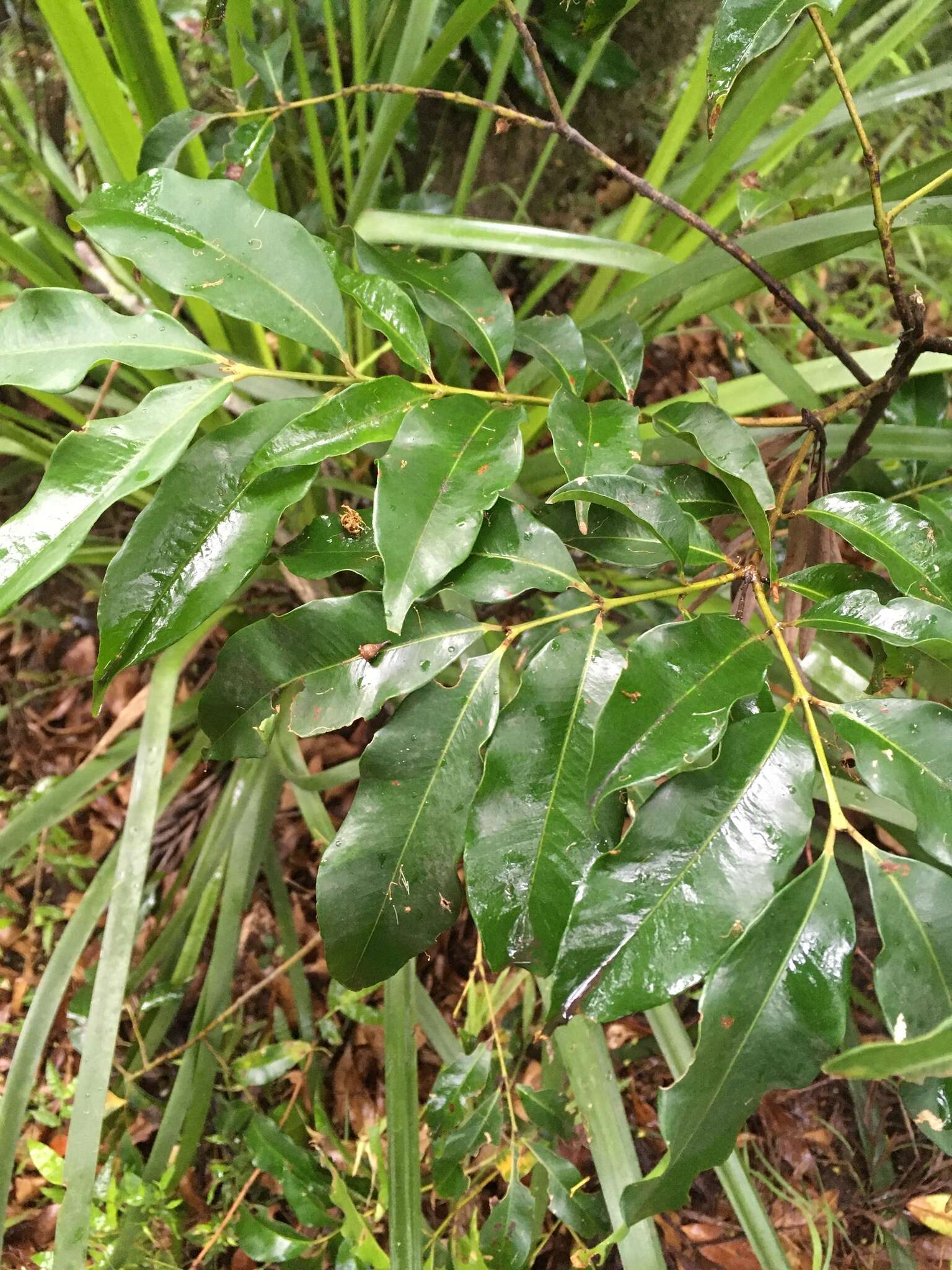 Image of Syzygium floribundum F. Müll.