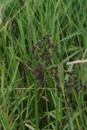 Image of green bulrush