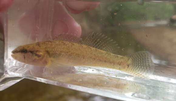 Plancia ëd Etheostoma chienense Page & Ceas 1992