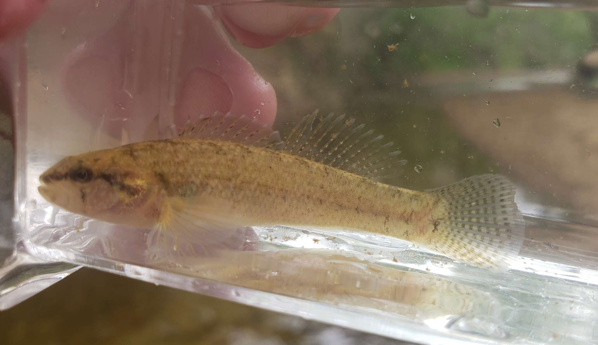 Image of Relict Darter