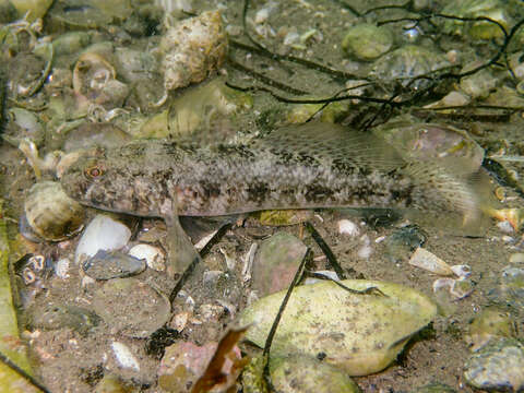 Image of Black Goby