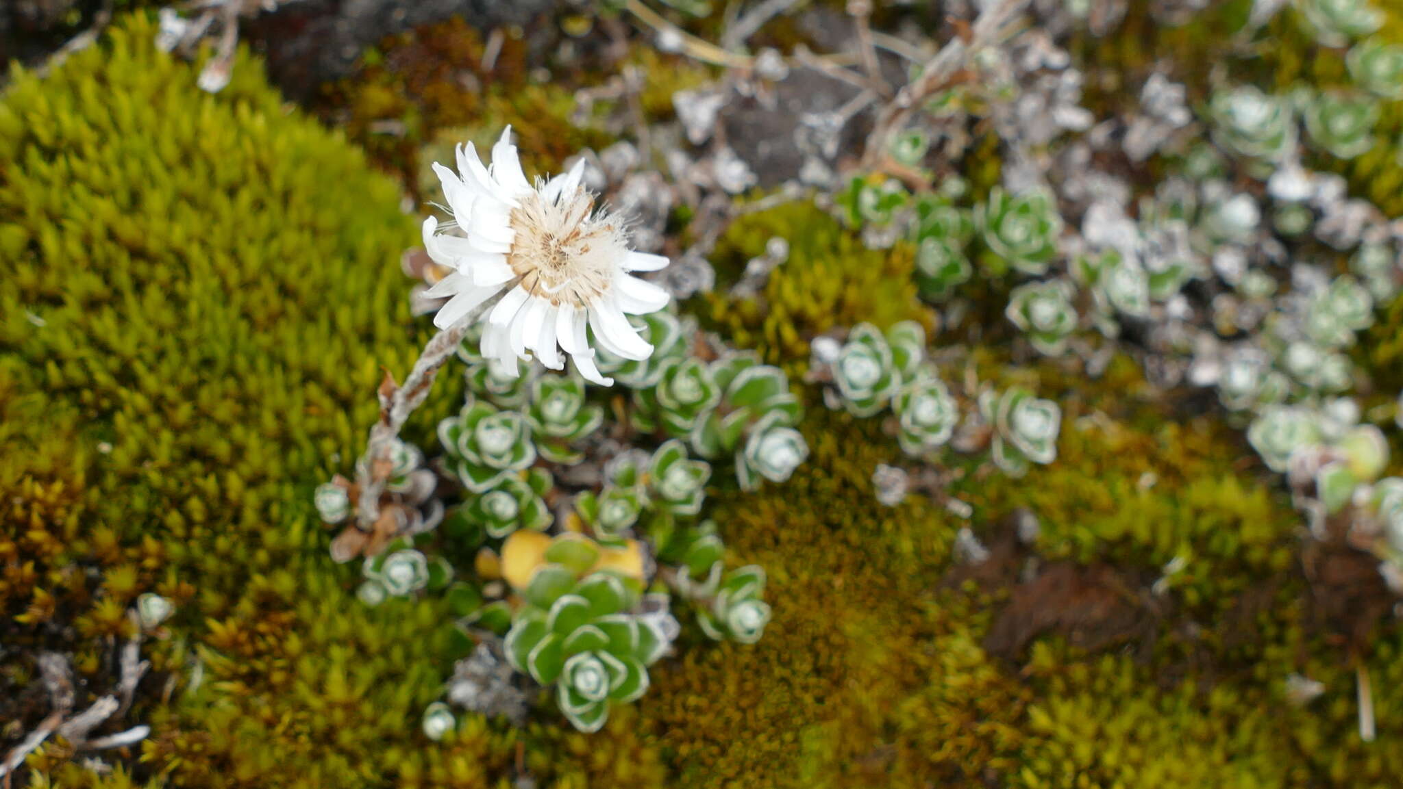 Sivun Anaphalioides alpina (Cockayne) D. Glenny kuva