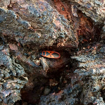 Image of Red bug