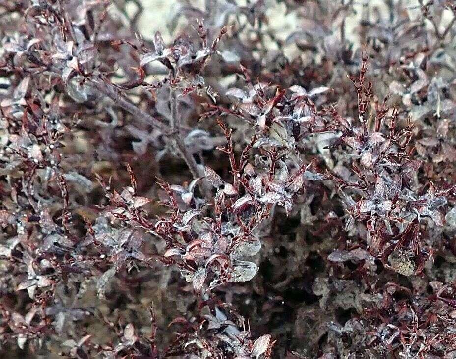 Image of wrinkled spineflower