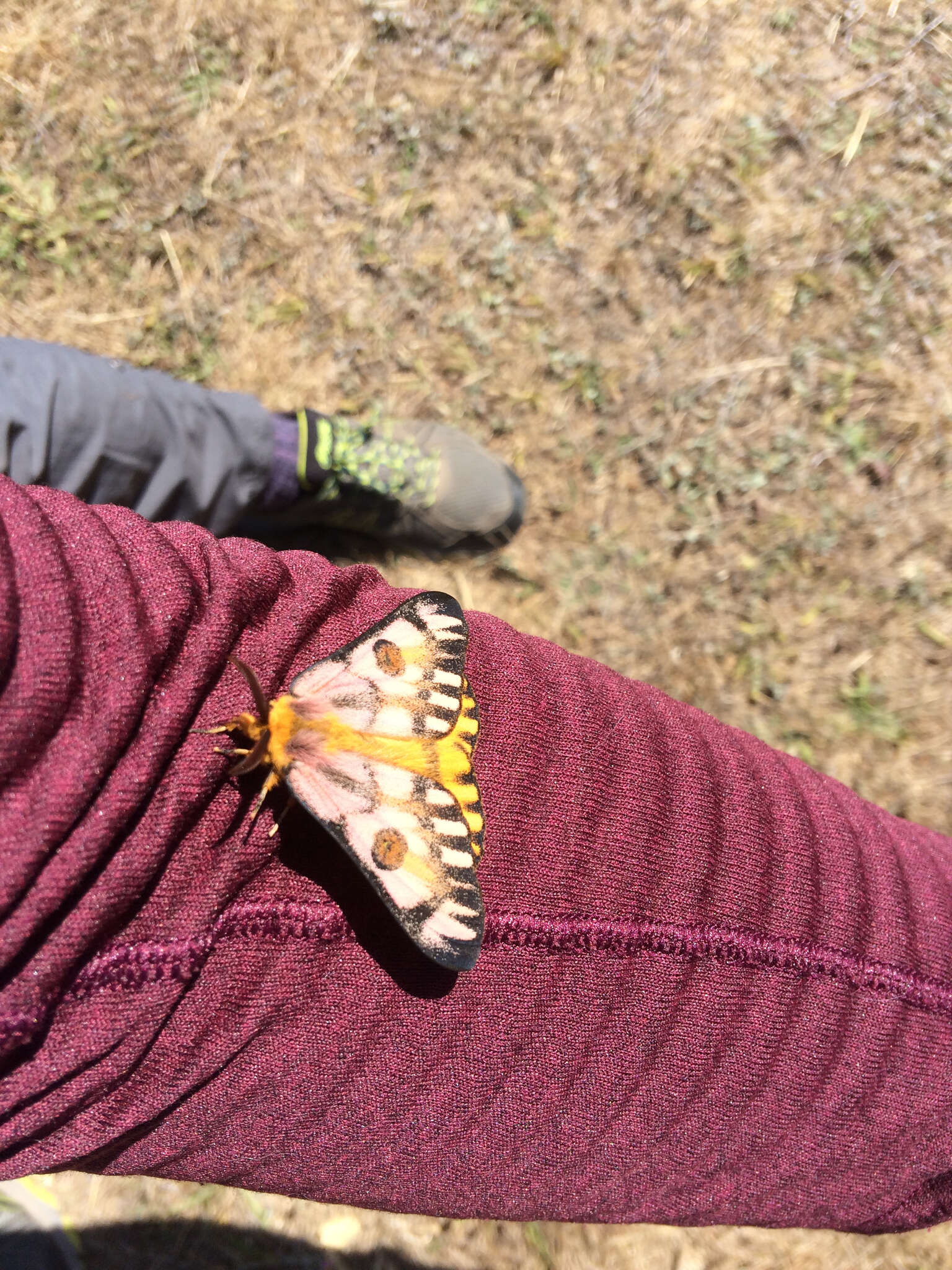 Image of Western Sheepmoth