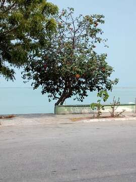 Image of Cordia dodecandra DC.