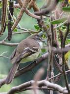 Image of White-throated Tyrannulet