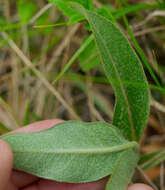 Image of oval-leaf milkweed