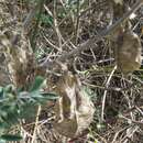Image of Lessertia frutescens subsp. frutescens