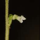 Image of Costa Rican lady's tresses