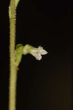 Image of Costa Rican lady's tresses