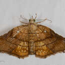 صورة Nagadeba celenoalis Walker 1858