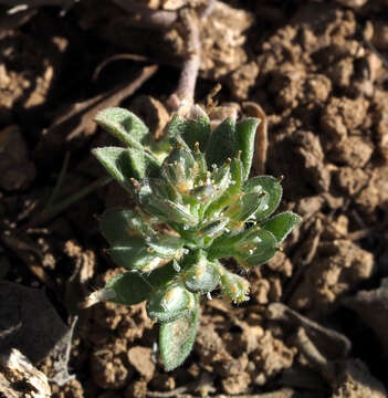 Plancia ëd Alyssum minutum Schlecht. ex DC.