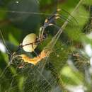 Imagem de Nephila tetragnathoides (Walckenaer 1841)