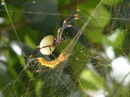 Imagem de Nephila tetragnathoides (Walckenaer 1841)