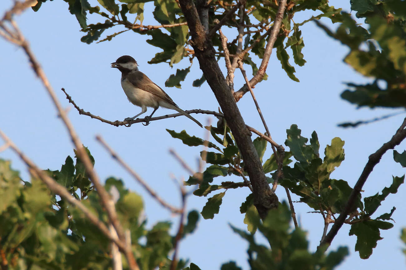 Image of Sombre Tit