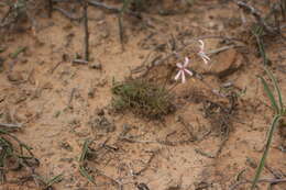 Image of Pelargonium aridum R. A. Dyer
