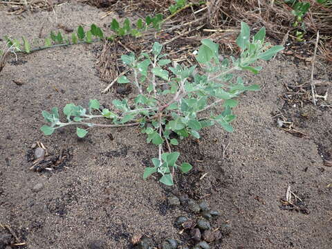 Image of stinking goosefoot