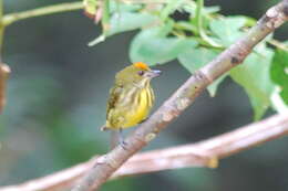 Image of Yellow-breasted Flowerpecker