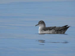 Image of Balearic Shearwater