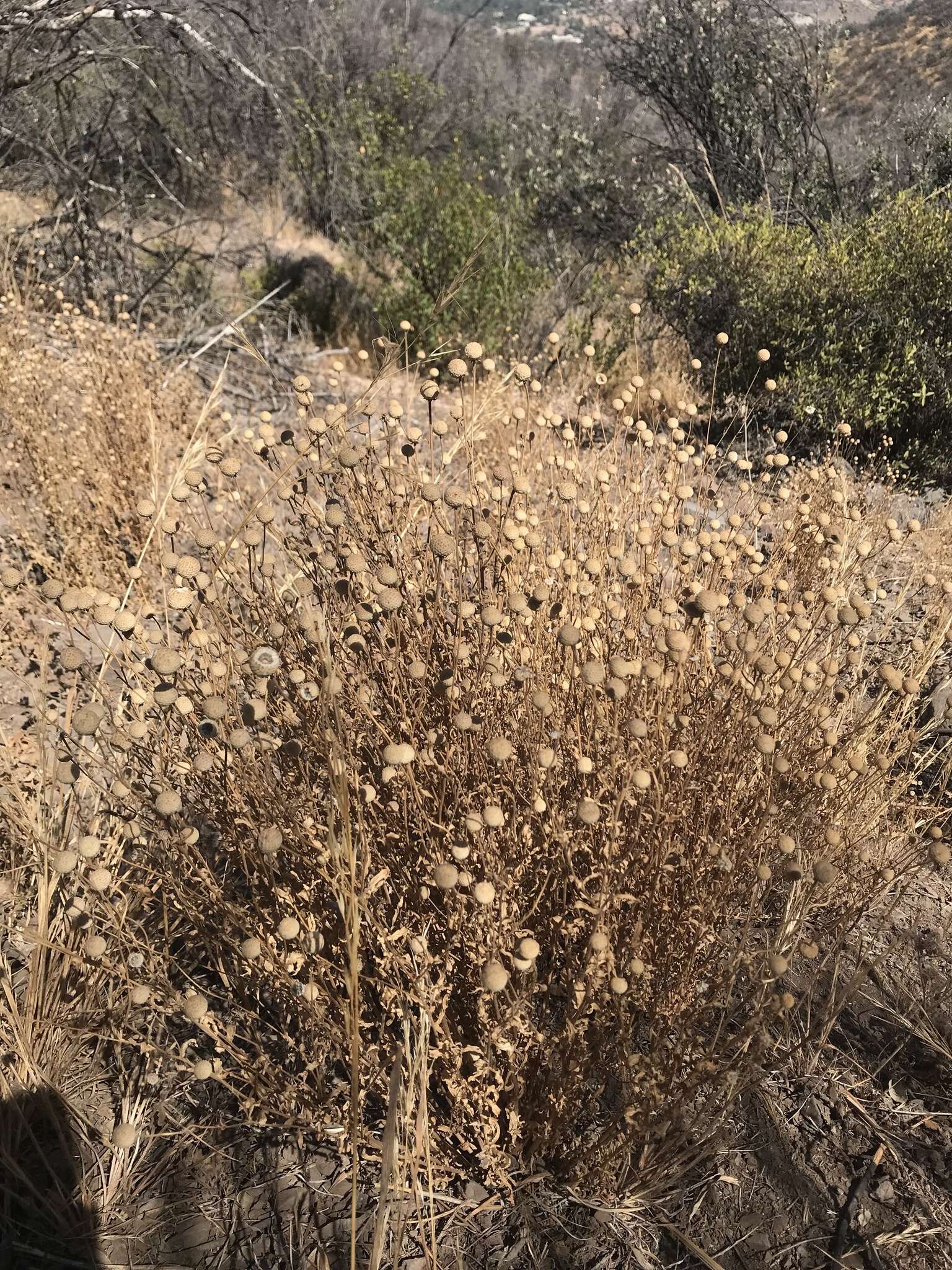 Image of Helenium aromaticum (Hook.) L. H. Bailey