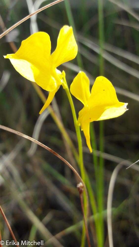 Image of horned bladderwort