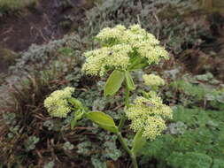 Image of Afroligusticum linderi (C. Norman) Winter