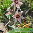 Image of Fritillaria stenanthera (Regel) Regel