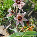 Imagem de Fritillaria stenanthera (Regel) Regel