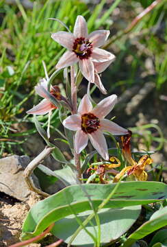 Image of Fritillaria stenanthera (Regel) Regel