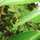 Image de <i>Podontia lutea</i>