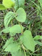 Image of lesser snakeroot