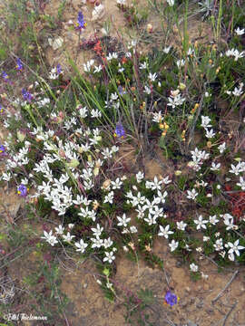 Image of Lysimachia alternifolia (Cav.)