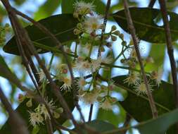 Image de Syzygium salicifolium (Wight) J. Grah.