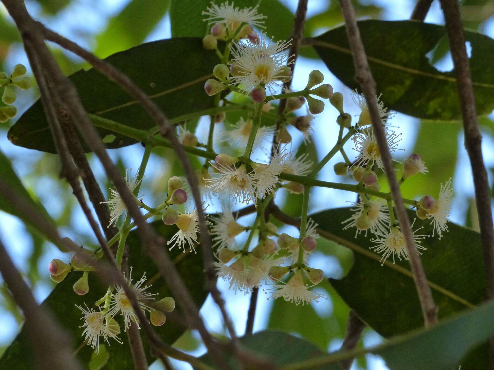 Image de Syzygium salicifolium (Wight) J. Grah.