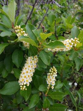 Imagem de Prunus virginiana var. melanocarpa (A. Nels.) Taylor & Mac Bryde