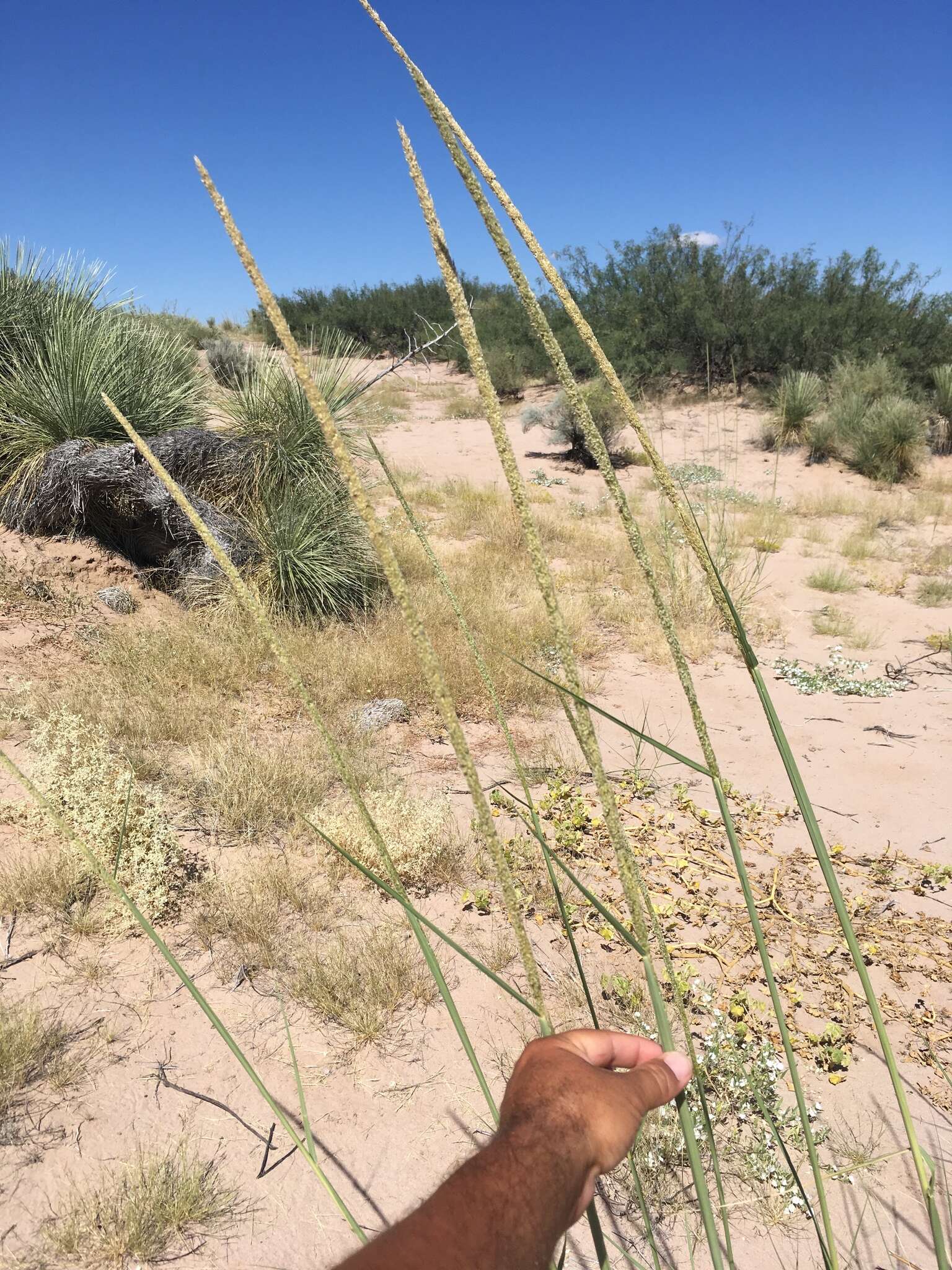 Plancia ëd Sporobolus giganteus Nash