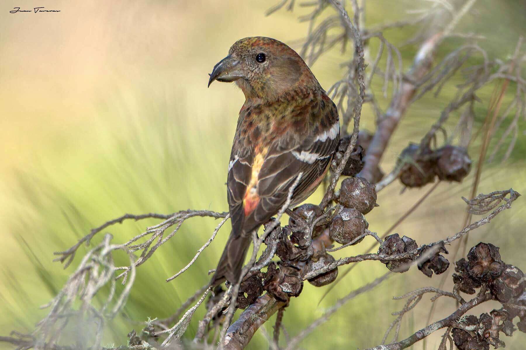 Image of Hispaniolan Crossbill