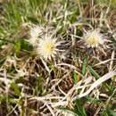 Слика од Carlina biebersteinii var. fennica H. Meusel & A. Kästner