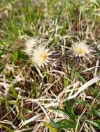 Image of Carlina biebersteinii var. fennica H. Meusel & A. Kästner