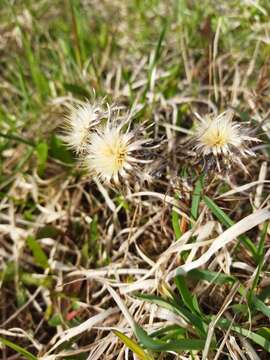 Imagem de Carlina biebersteinii var. fennica H. Meusel & A. Kästner