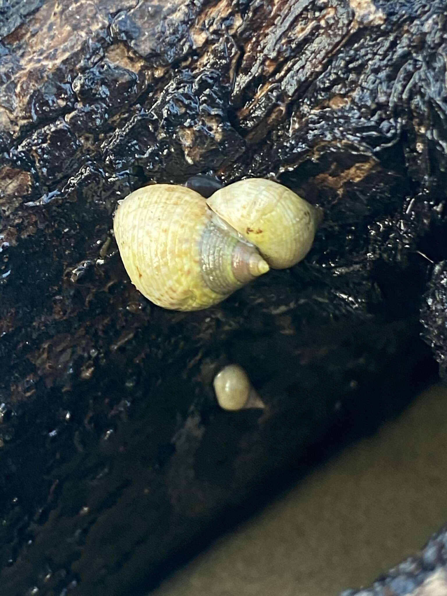 Image of Littoraria flava (P. P. King 1832)