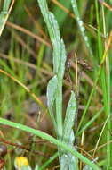 Image de Chrysocephalum apiculatum subsp. apiculatum