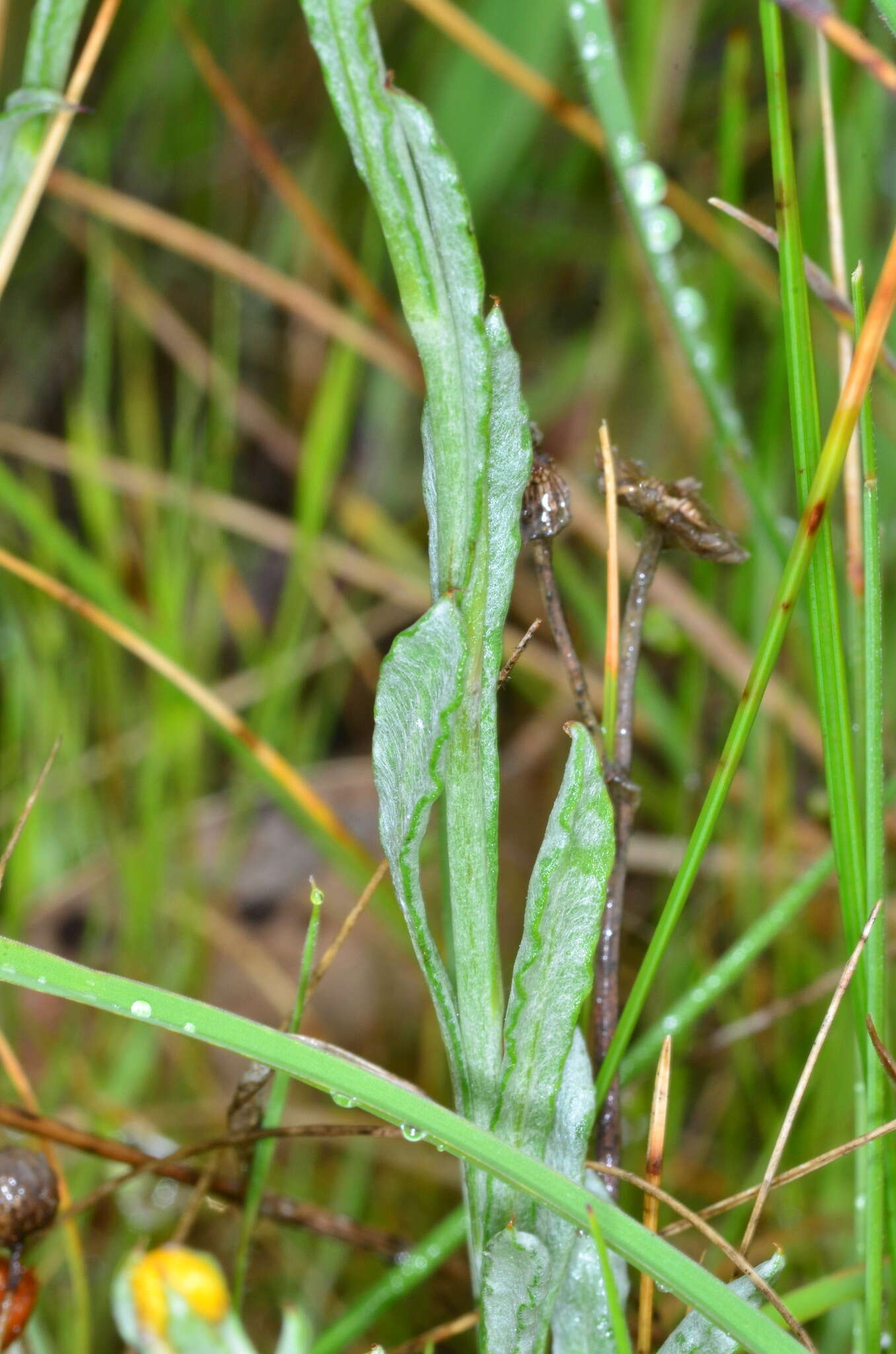 Слика од Chrysocephalum apiculatum subsp. apiculatum