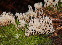 Image of Artomyces colensoi (Berk.) Jülich 1982