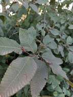 Image de Nothofagus alpina (Poepp. & Endl.) Oerst.