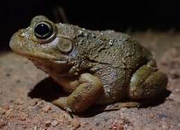 Image of Main's Frog