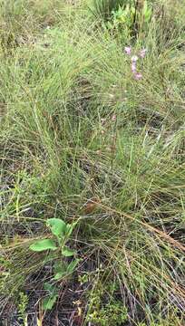 Image of Florida ticktrefoil