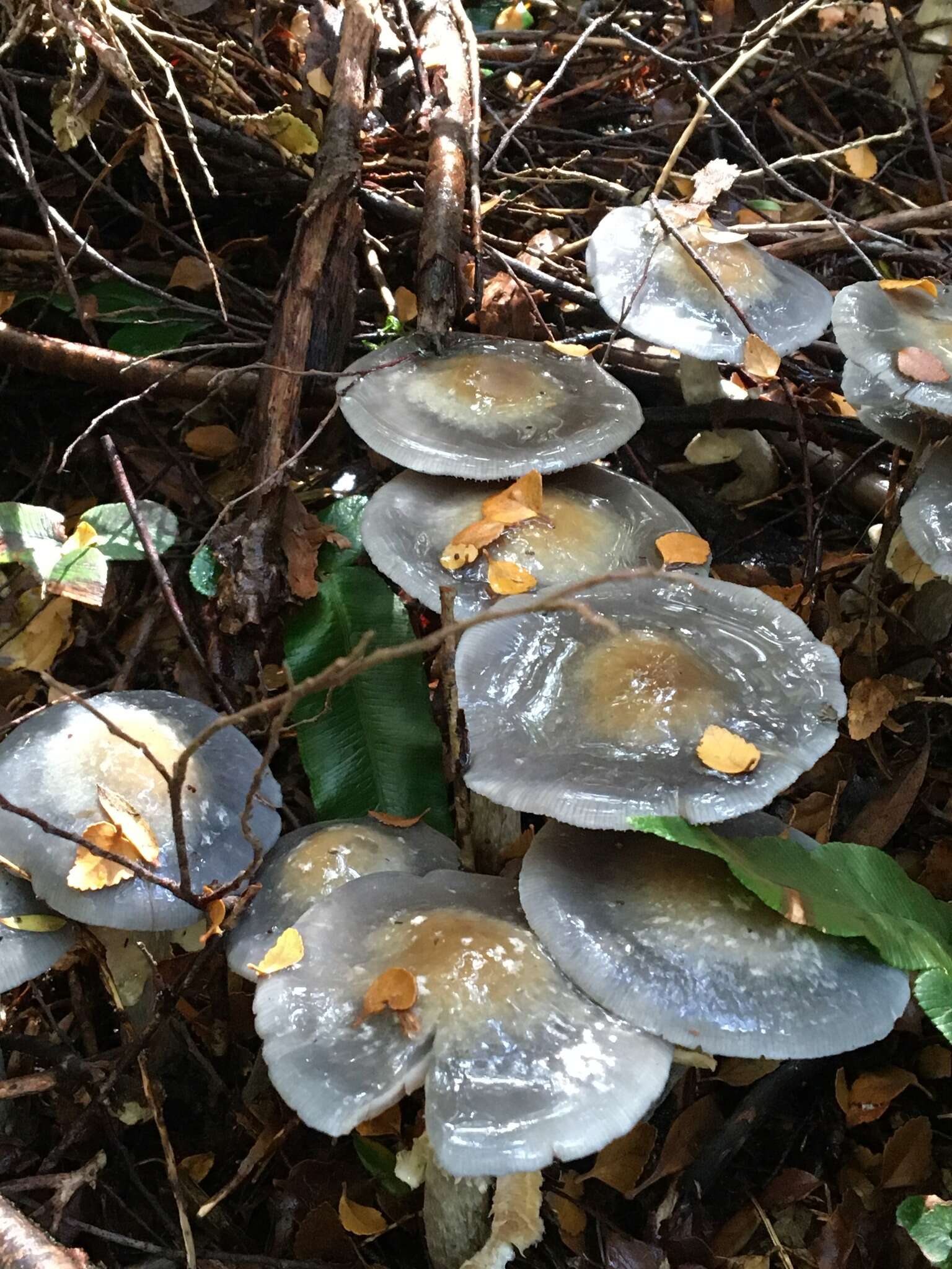 Image of Cortinarius metallicus (Bougher, Fuhrer & E. Horak) Peintner, E. Horak, M. M. Moser & Vilgalys 2002