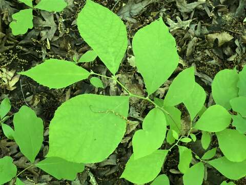 Plancia ëd Styrax grandifolium Ait.